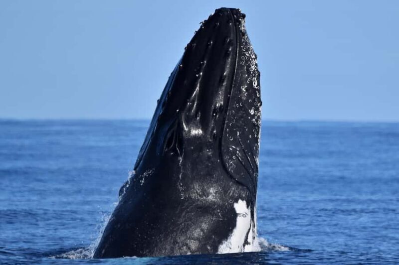 From Fremantle: 2-Hour Luxury Whale-Watching Cruise - Key Points