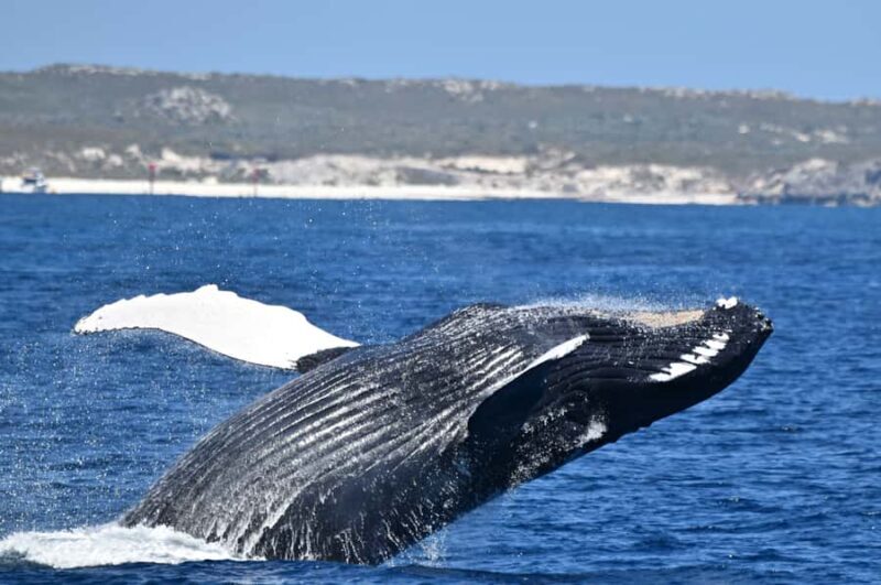 From Fremantle: 2-Hour Luxury Whale-Watching Cruise - An In-Depth Look at the Experience