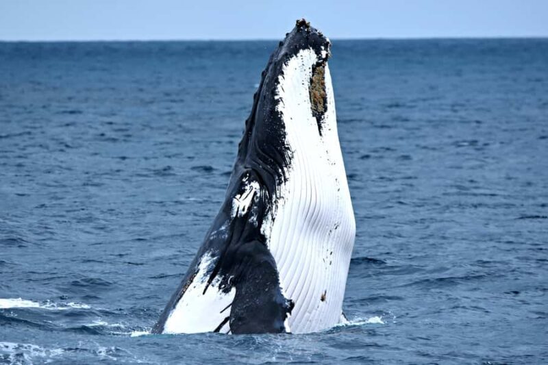 From Fremantle: 2-Hour Luxury Whale-Watching Cruise - Final Thoughts: Is It for You?