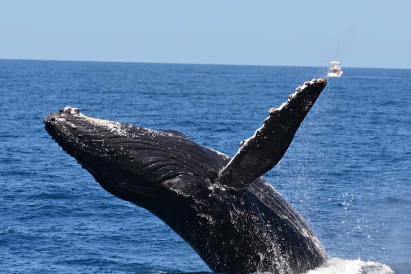 From Fremantle: 2-Hour Luxury Whale-Watching Cruise - FAQ
