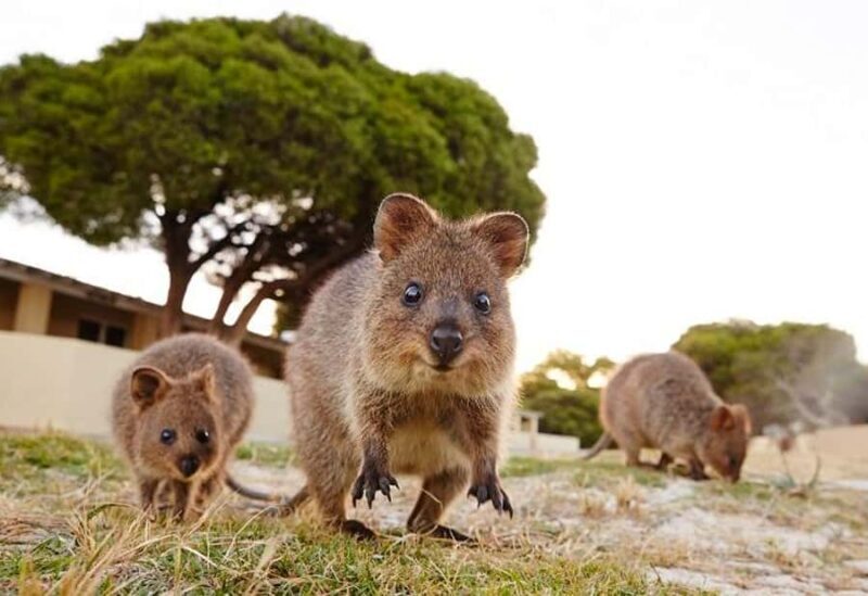 From Fremantle: Rottnest Island Ferry and Bike Day Tour - The Best of Rottnest: Beaches, Bays, and Wildlife