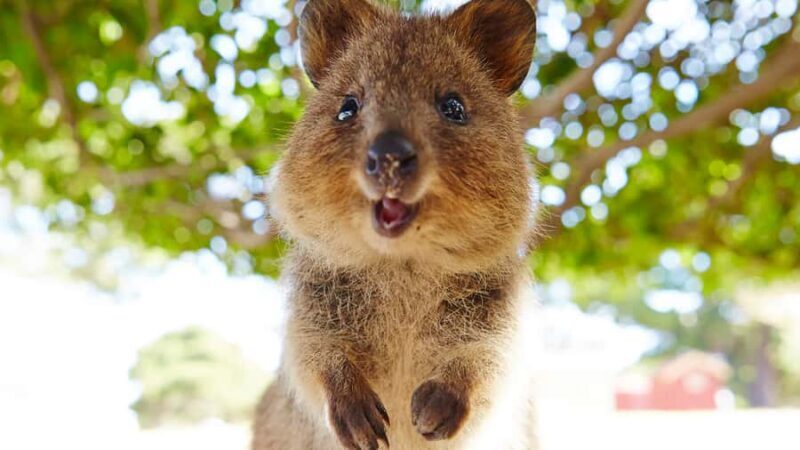 From Fremantle: Rottnest Island Ferry & Bus Day Tour - Who Will Love This Tour?