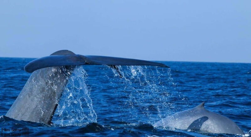From Galle: All Inclusive Whales & Dolphin Watching Tour - Why This Tour Offers Good Value