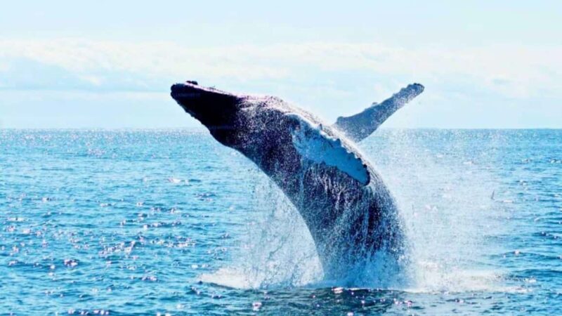 From Galle: All Inclusive Whales & Dolphin Watching Tour - The Experience’s Strengths and Considerations