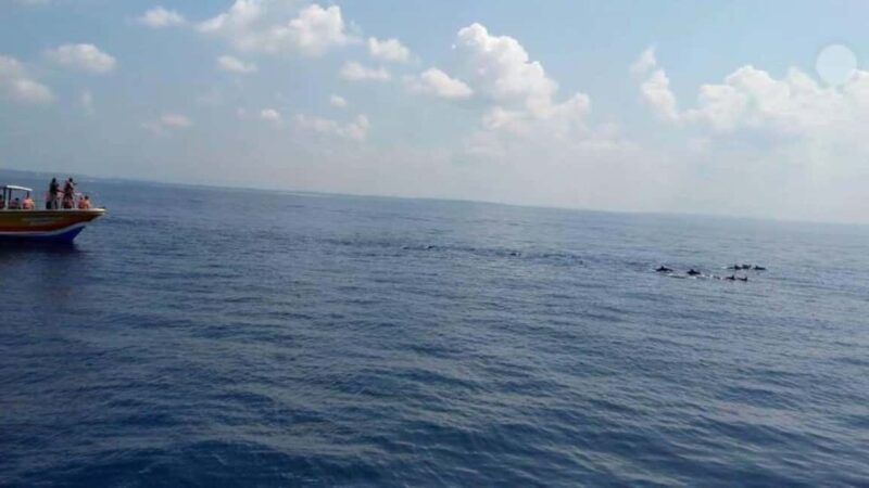 From Galle: All Inclusive Whales & Dolphin Watching Tour - Who Will Love This Tour?