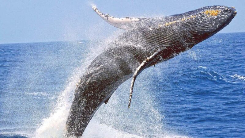 From Galle: All Inclusive Whales & Dolphin Watching Tour - FAQ