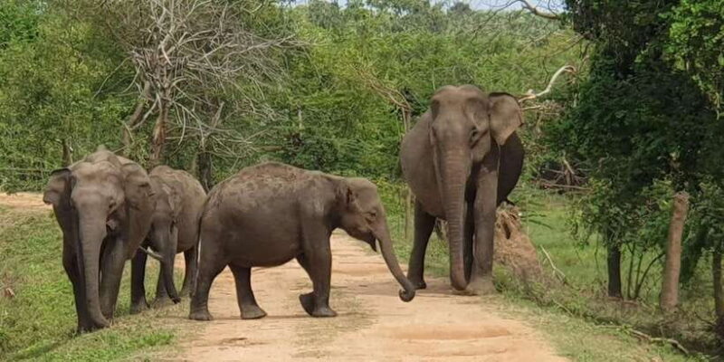 From Galle/Hikkaduwa/Mirissa Trip to Udawalawe Safari Tour - Key Points