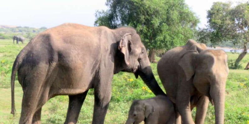 From Galle/Hikkaduwa/Mirissa Trip to Udawalawe Safari Tour - Deep Dive Into the Experience
