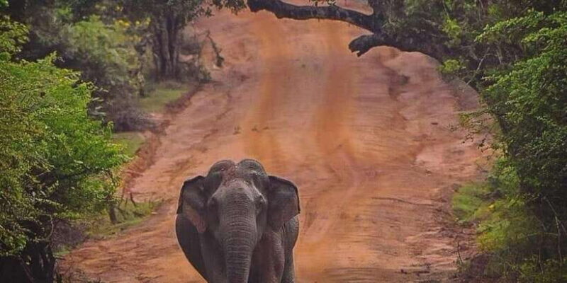 From Galle/Hikkaduwa/Mirissa Trip to Udawalawe Safari Tour - The Sum Up: The Best of Sri Lanka’s Wildlife in One Day