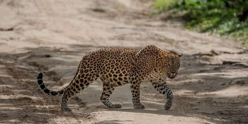 From Galle/Mirissa/Hikkaduwa- Udawalawe National Park Safari - An Honest Look at the Udawalawe Safari Experience
