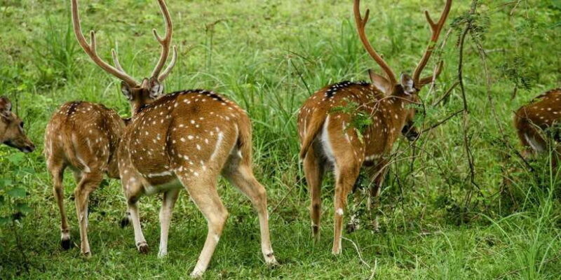 From Galle/Mirissa/Hikkaduwa - Yala Full Day Safari Tour - Key Points