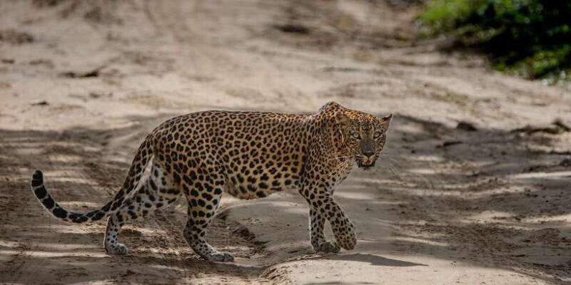 From Galle/Mirissa/Hikkaduwa - Yala Full Day Safari Tour - Practical Details & Tips