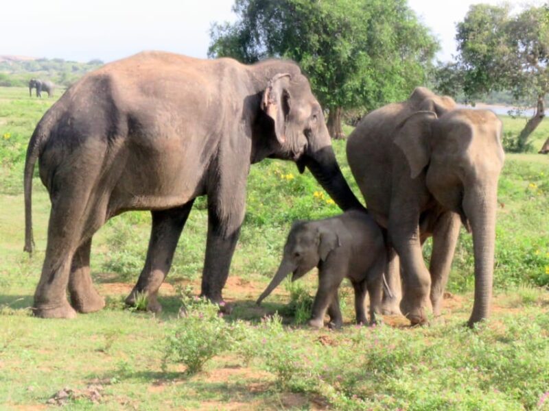 From Galle/Mirissa/Hikkaduwa - Yala Full Day Safari Tour - The Sum Up