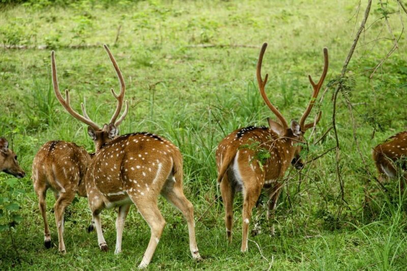 From Galle/Mirissa/Hikkaduwa - Yala Full Day Safari Tour - FAQs