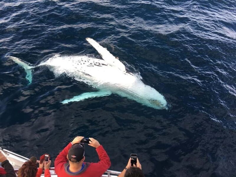 From Galle: Mirissa Whale and Dolphin Watching Boat Ride - Key Points