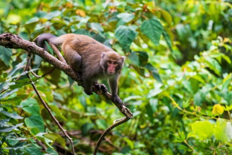 From Galle or Mirissa: Sinharaja Rainforest Day Trip - Wildlife and Birdwatching