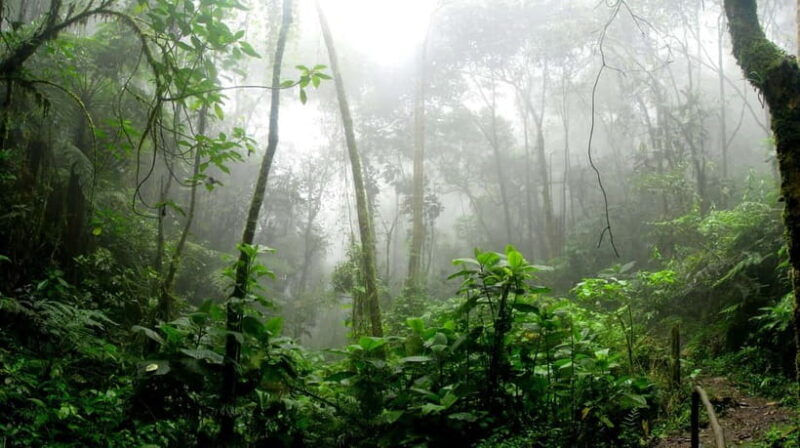 From Galle or Mirissa: Sinharaja Rainforest Day Trip - The Jungle BBQ and Chill-out Time