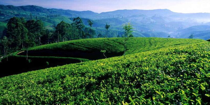From Galle/Weligama/Mirissa: Day Trip to Experience Ella - Key Points