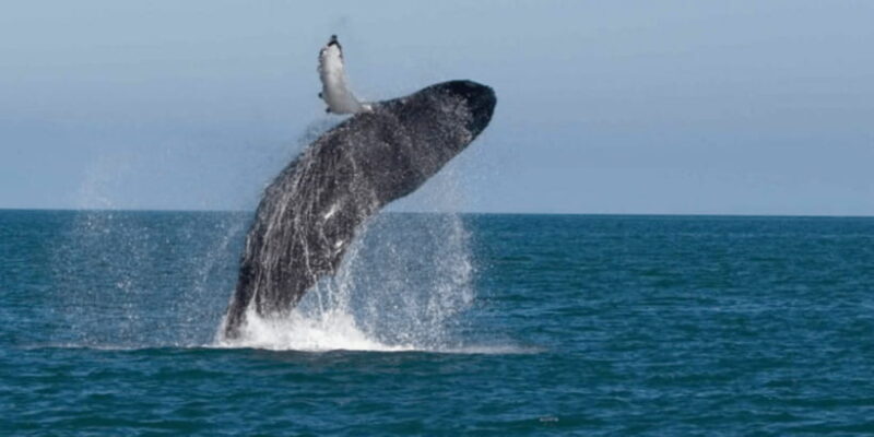 From Galle : Whale and Dolphin Watching Tour in Mirissa - Key Points