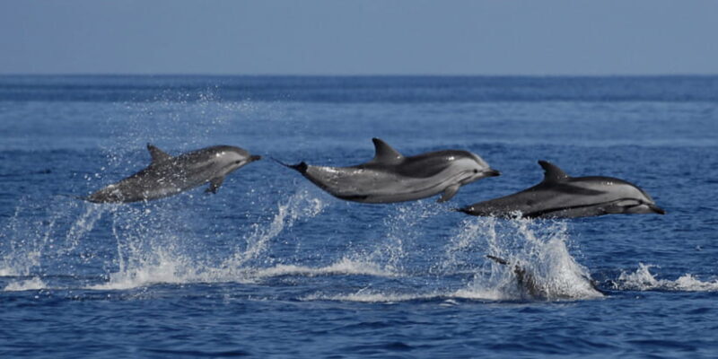 From Galle : Whale and Dolphin Watching Tour in Mirissa - Introduction: What This Whale Watching Tour Offers