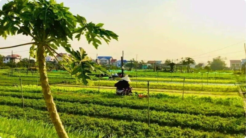 From Garden to Table: Tra Que Farming Tour - Key Points
