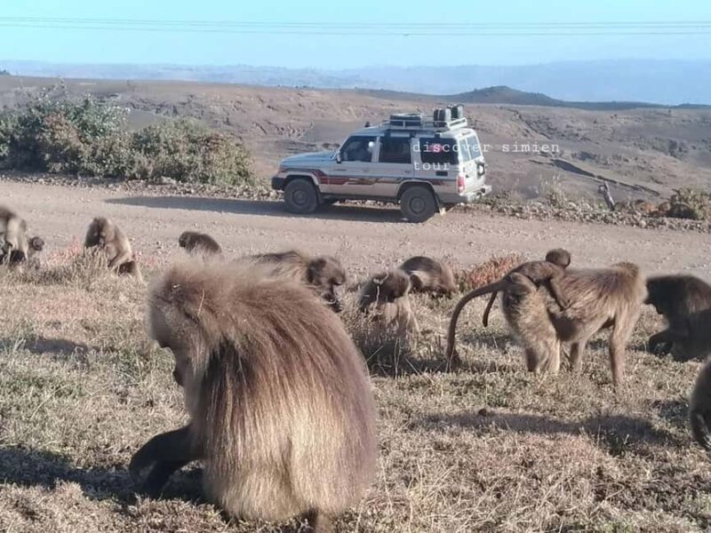 From Gondar: 2-Day Simien Mountains Trekking Tour - The Value of the Experience