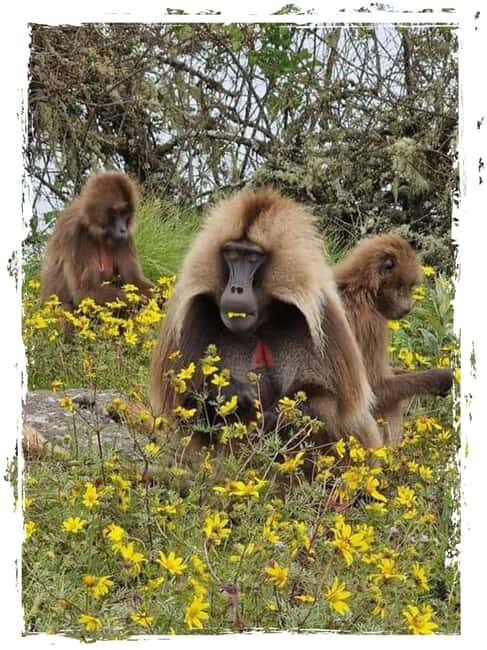 From Gondar: 4-Day Simien Mountains Trekking Tour - An Introduction to the Trek