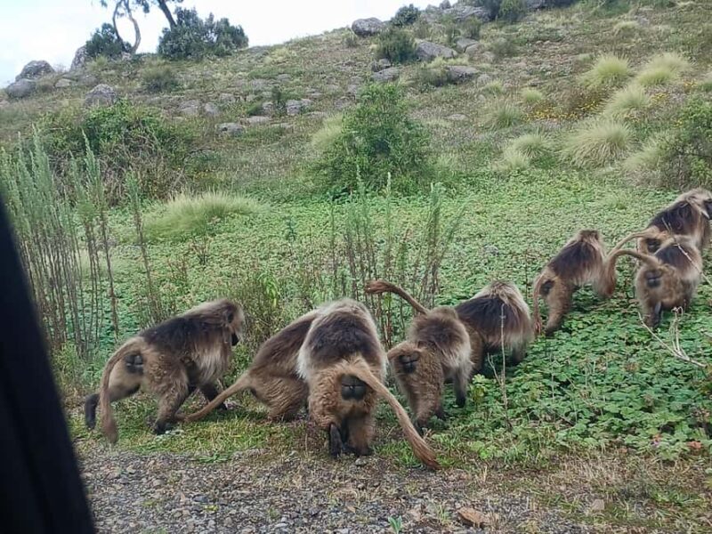 From Gondar: Simien Mountains 2 Day Guided Trekking Tour - Key Points
