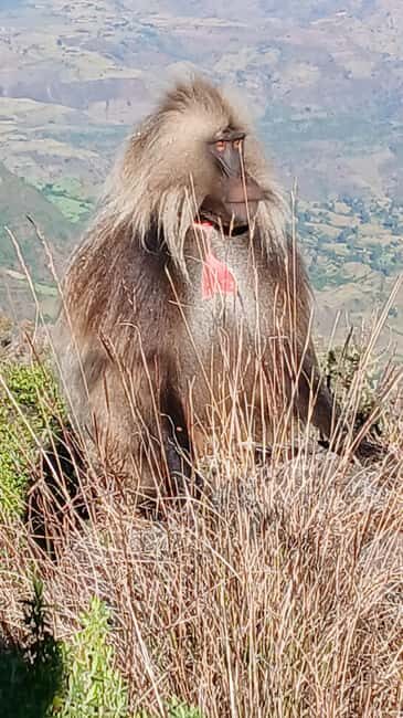 From Gondar: Simien Mountains 2 Day Guided Trekking Tour - Exploring the Itinerary: What to Expect