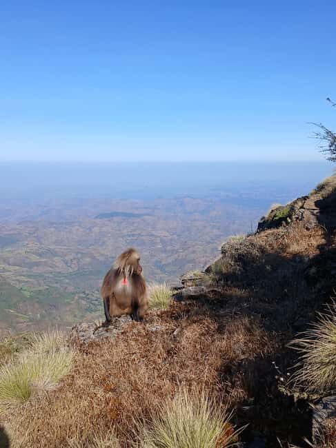 From Gondar: Simien Mountains 2 Day Guided Trekking Tour - The Sum Up
