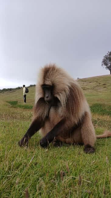 From Gondar: Simien Mountains Four-Day Guided Trek - The Experience in Perspective
