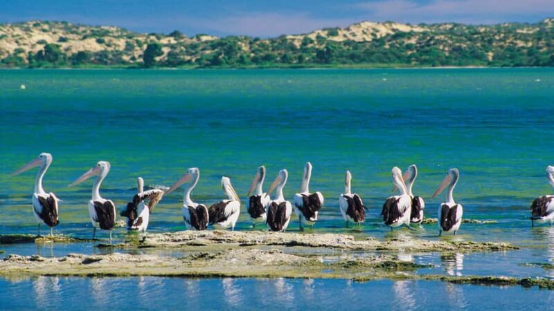 From Goolwa: Half-Day Coorong Experience - FAQs