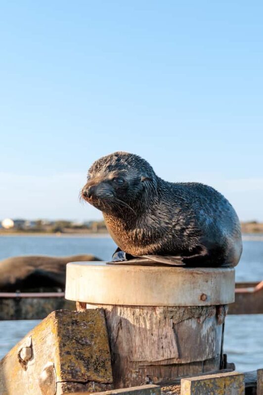 From Goolwa: Murray Mouth Cruise - Key Points