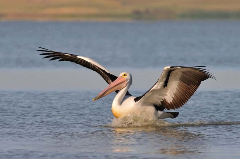 From Goolwa: Murray Mouth Cruise - Exploring the Coorong and Murray Mouth
