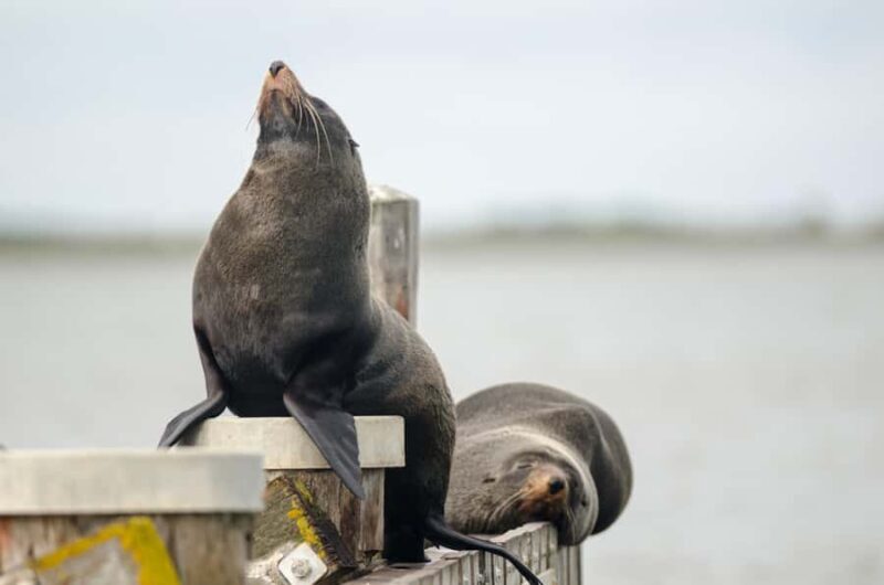From Goolwa: Murray Mouth Cruise - Return Journey and Additional Highlights