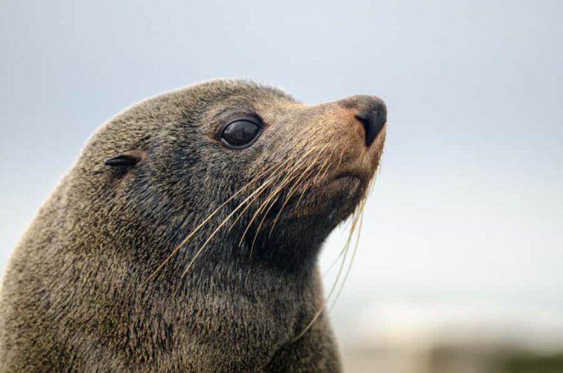 From Goolwa: Murray Mouth Cruise - Practical Tips