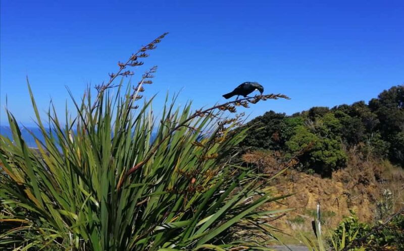 From Greymouth: Highlights West Coast Day Tour - Exploring the Highlights of the West Coast from Greymouth: A Practical Guide