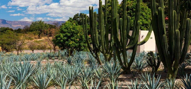 From Guadalajara to Tequila and Teuchitlan: Motorcycle Tour - Key Points