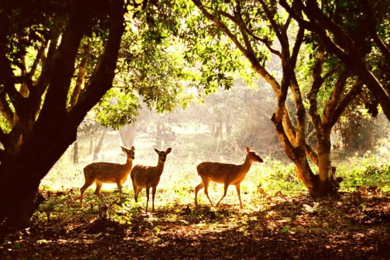 From Ha Noi Cuc Phuong National Park - The Hiking Experience