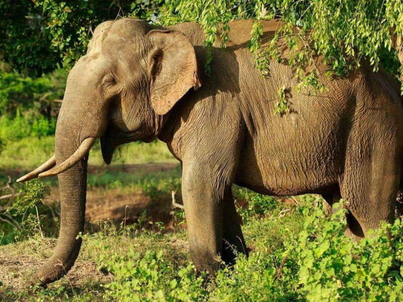 From Hambantota Harbor: Bundala National Park Safari-Private - Who Will Love This Tour?