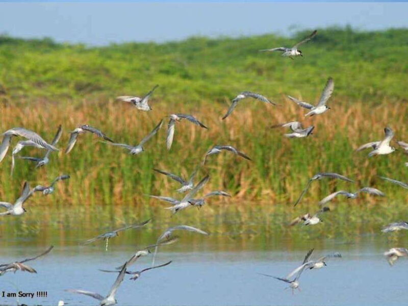From Hambantota Harbor: Bundala National Park Safari-Private - FAQs