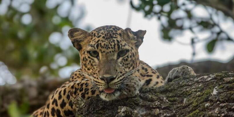 From Hambantota: Lunugamvehera National Park Wild Safari - Key Points