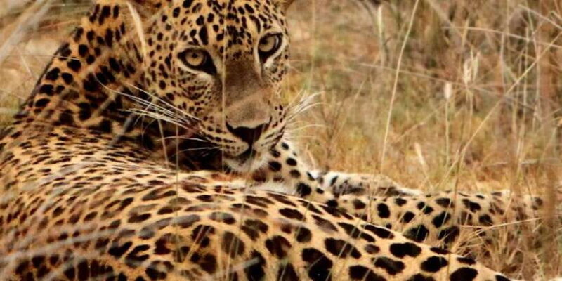 From Hambantota: Lunugamvehera National Park Wild Safari - Final Thoughts: Who Will Love This Safari?