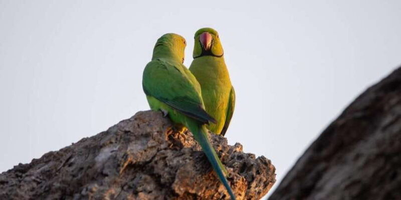 From Hambantota: Lunugamvehera National Park Wild Safari - In Summary