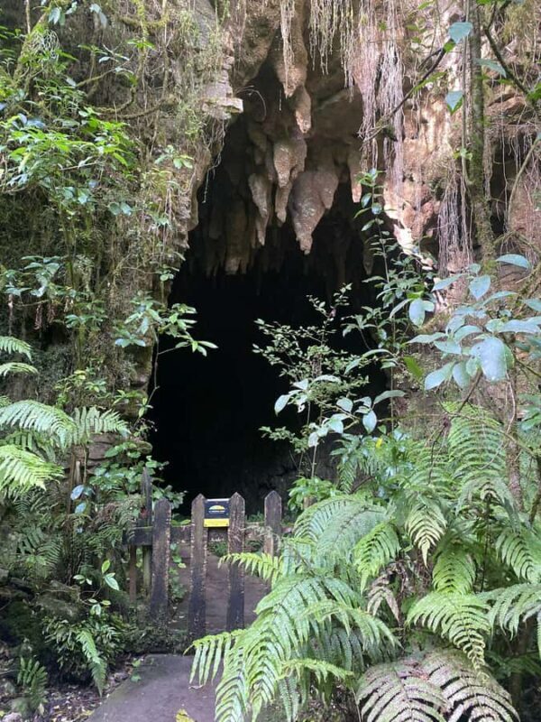 From Hamilton: Waitomo Glowworm Caves Explorer Small Group - Who Should Book This Tour?