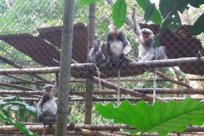 From Hanoi: Cuc Phuong National Park Day Trip by Private Car - The Sum Up