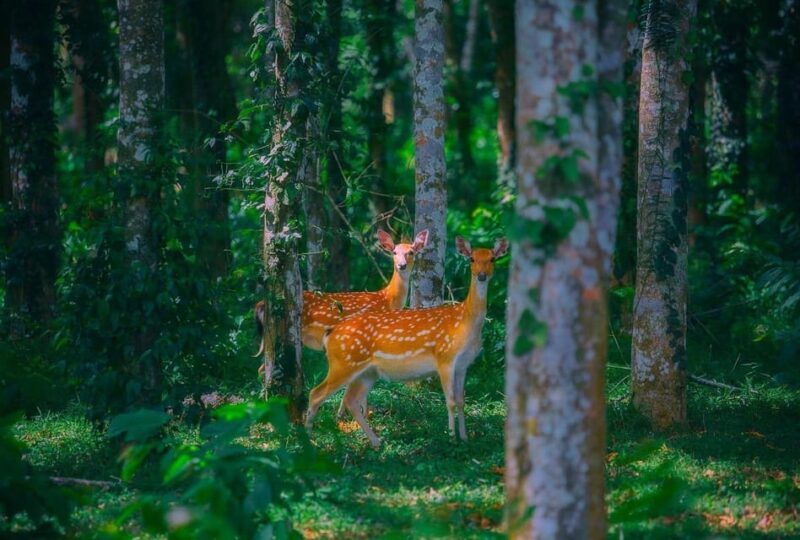 From Hanoi Explore Fresh Nature, See Wild Animal & Fireflies - An Overview of the Itinerary and What It Means for You