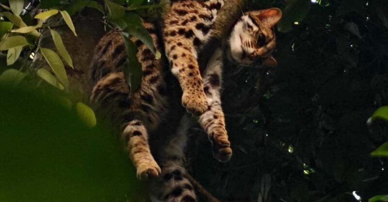 From Hanoi Explore Fresh Nature, See Wild Animal & Fireflies - Final Thoughts