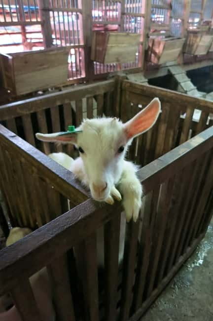 From Hanoi: Full-Day Authentic Vietnam Farming Tour - From Hanoi: Full-Day Authentic Vietnam Farming Tour — An In-Depth Review