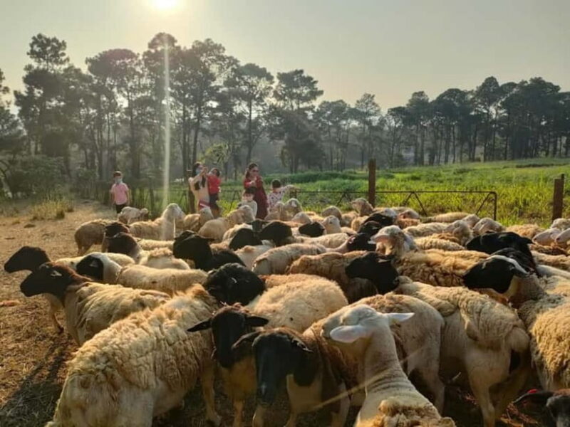 From Hanoi: Full-Day Authentic Vietnam Farming Tour - Key Points
